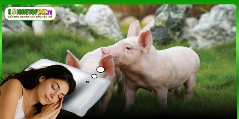 Chiêm bao thấy lợn thì đánh con số gì cho may mắn?