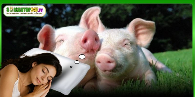 Giải mã từng giấc mơ về 2 con lợn