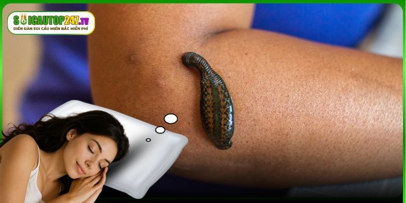 Giải mã ý nghĩa cơ bản về trường hợp mơ thấy đỉa