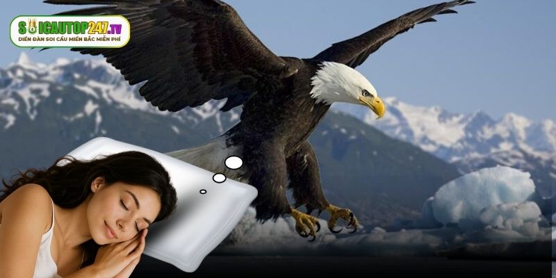 Lý giải việc nằm mơ thấy đại bàng là điềm báo gì?