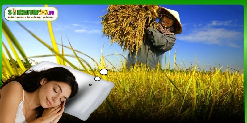 Mơ thấy bản thân gặt lúa thì đánh số mấy cho ăn hên?