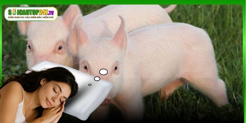 Một số giấc mơ thấy 2 con lợn khác