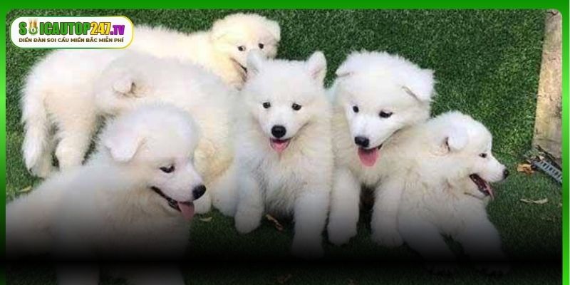 Con số may mắn khi nằm mơ thấy chó mẹ và đàn chó con