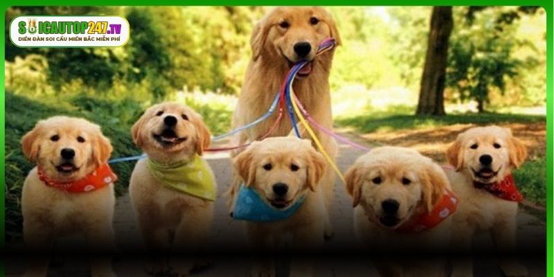 Giải mã ý nghĩa giấc mơ đang cho chó mẹ và đàn chó con ăn