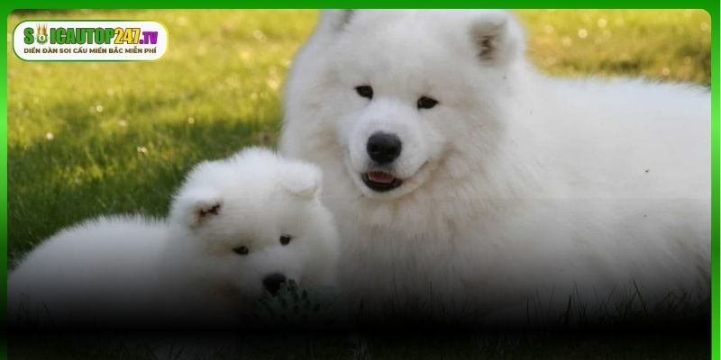 Ý nghĩa giấc mộng chó mẹ bỏ rơi chó con