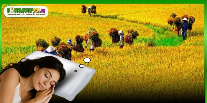 Những trường hợp khác khi nằm mơ thấy mình gặt lúa