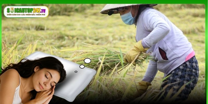 Tổng hợp các tình huống nằm mơ thấy mình đi gặt lúa